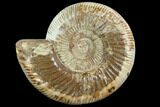 Perisphinctes Ammonite - Jurassic #90456-1